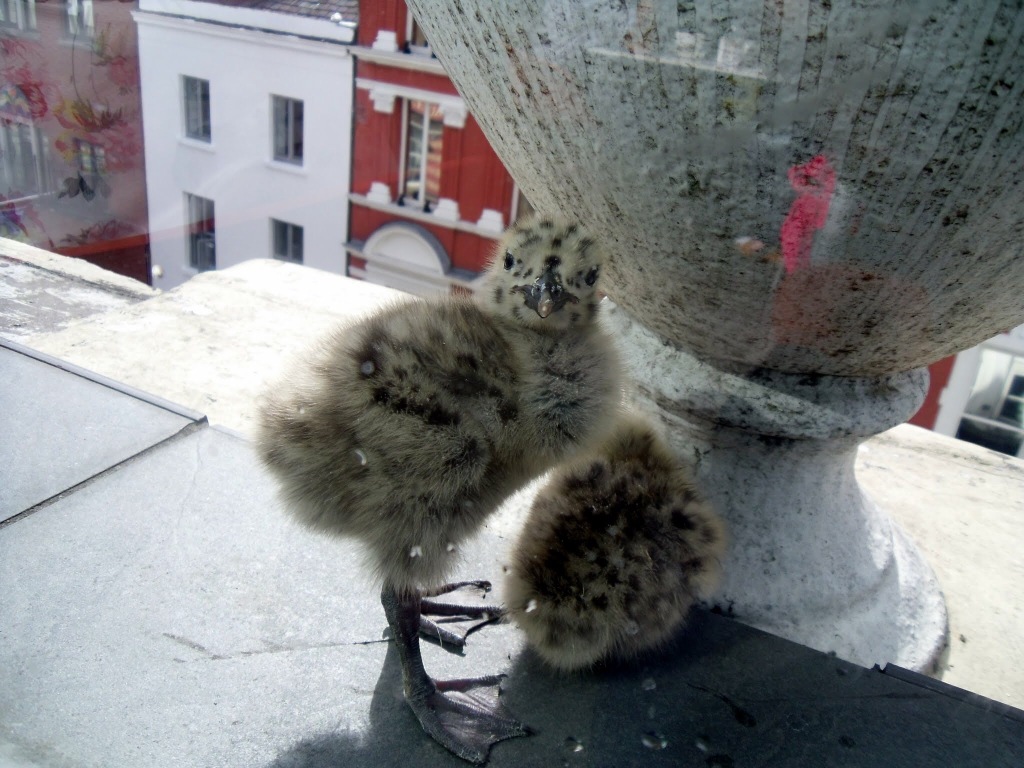 Seagull Chicks, Dublin 