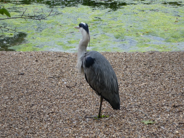 Heron, St. James's Park, London 