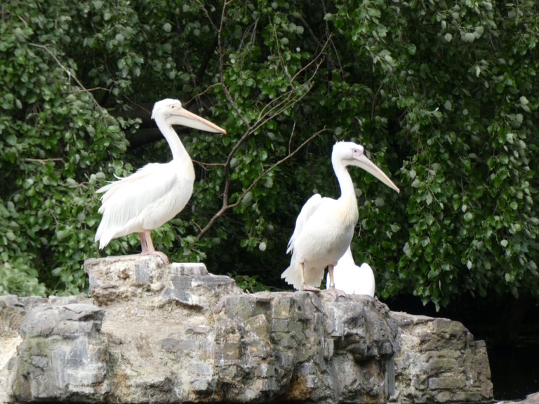 Pelicans in St. James's Park, London 