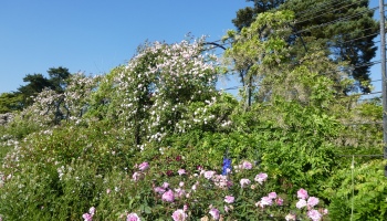 Flowers in Trentham Gardens