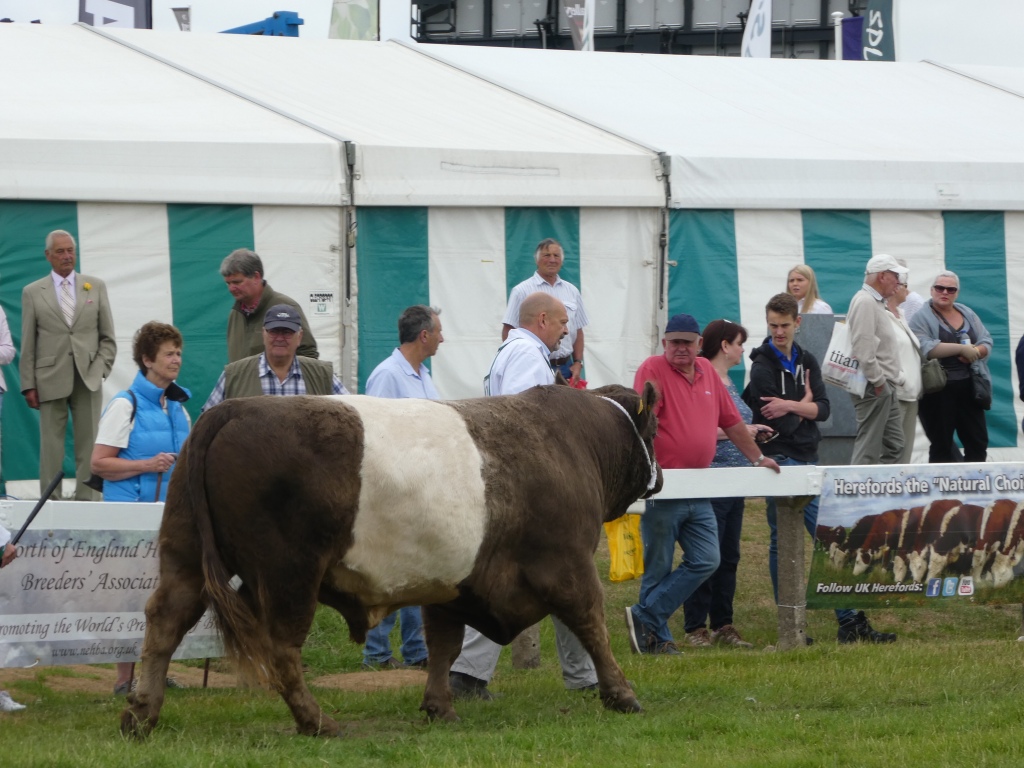 Hereford Cattle at Great Yorkshire Show