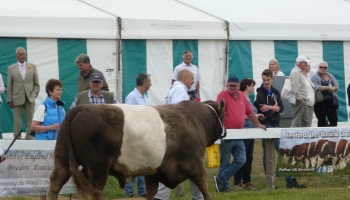 Hereford Cattle at Great Yorkshire Show