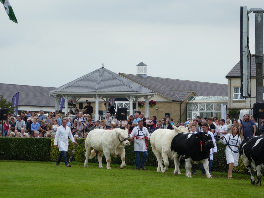 Cattle Parade at the Great Yorkshire Show