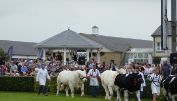 Cattle Parade at the Great Yorkshire Show