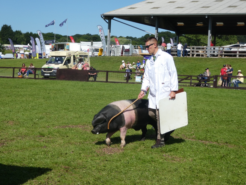 Pig judging, Great Yorkshire Show