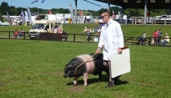 Pig judging, Great Yorkshire Show