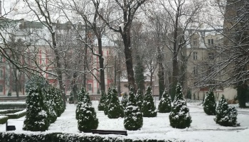 Snowy trees in Poznan, Poland